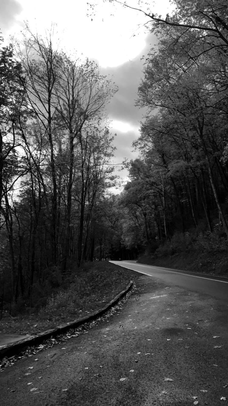 black and white photo of road surrounded by trees