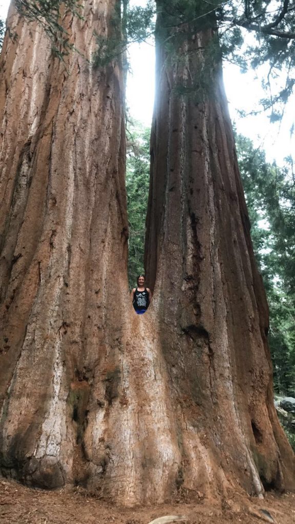 woman standing between two large redwoods