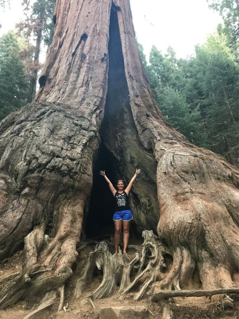 woman standing in the opening of a giant sequoia tree with large roots
