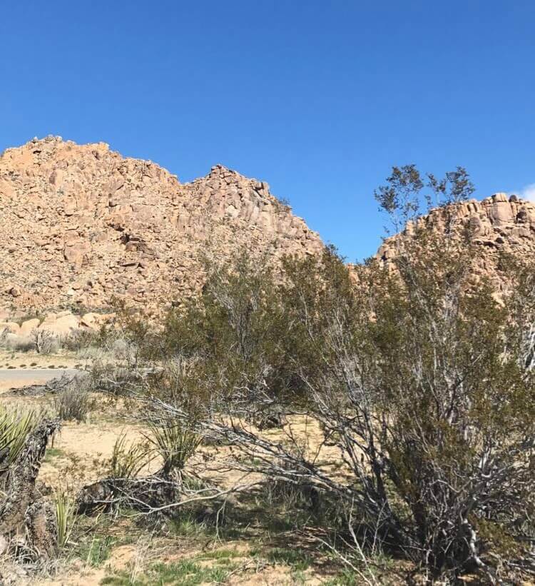desert landscape: rock mountains and half-dead plant life