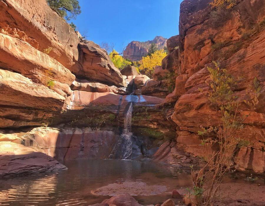 small waterfall flowing into a small pool in a small canyon in Zion. Blue sky. Yellow leaf trees in background